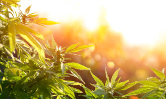 CBD For Social Distancing